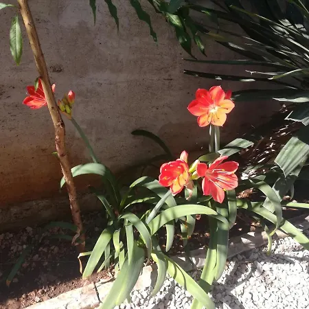 Vera No 1 *
