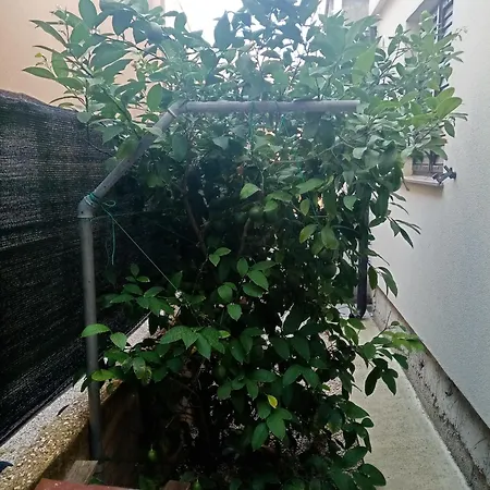 Vera No 1 Apartman Vir
